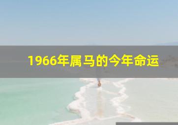 1966年属马的今年命运