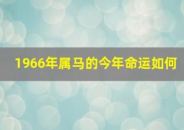 1966年属马的今年命运如何