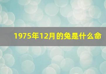 1975年12月的兔是什么命