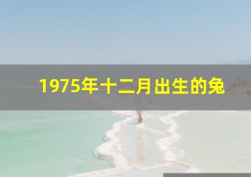 1975年十二月出生的兔