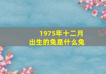 1975年十二月出生的兔是什么兔