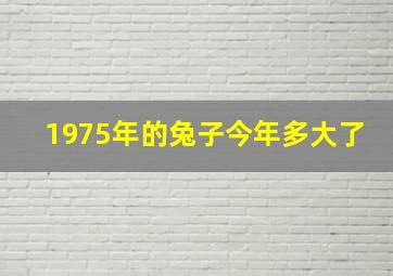 1975年的兔子今年多大了