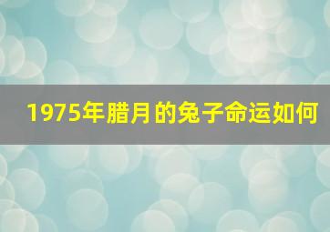 1975年腊月的兔子命运如何