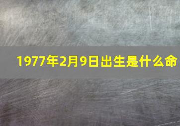 1977年2月9日出生是什么命