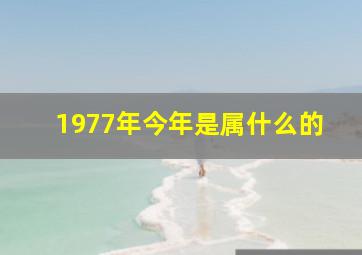 1977年今年是属什么的