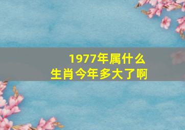 1977年属什么生肖今年多大了啊