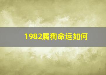 1982属狗命运如何