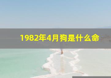 1982年4月狗是什么命