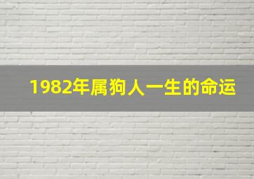 1982年属狗人一生的命运