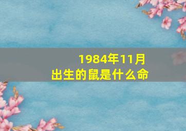 1984年11月出生的鼠是什么命