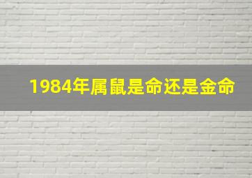 1984年属鼠是命还是金命