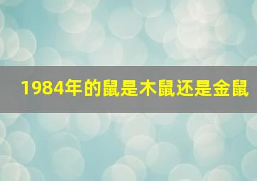 1984年的鼠是木鼠还是金鼠