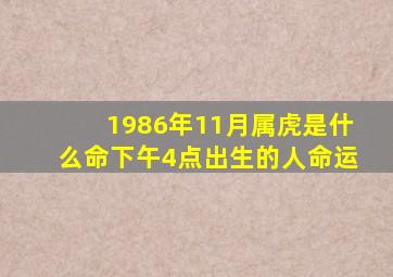 1986年11月属虎是什么命下午4点出生的人命运