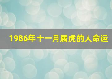 1986年十一月属虎的人命运