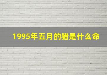 1995年五月的猪是什么命