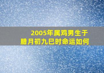 2005年属鸡男生于腊月初九巳时命运如何