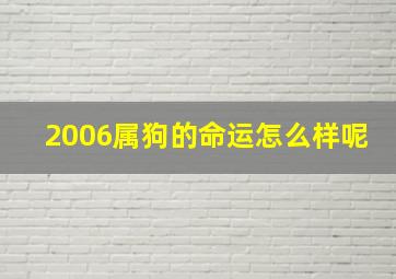 2006属狗的命运怎么样呢