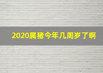 2020属猪今年几周岁了啊