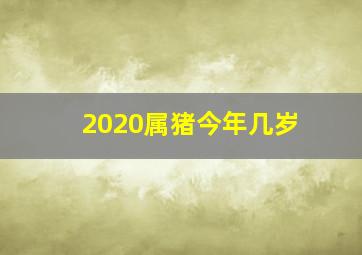 2020属猪今年几岁