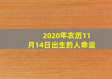 2020年农历11月14日出生的人命运