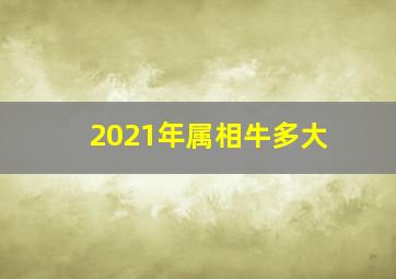 2021年属相牛多大