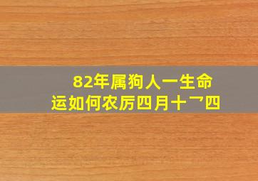 82年属狗人一生命运如何农厉四月十乛四