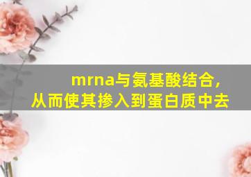 mrna与氨基酸结合,从而使其掺入到蛋白质中去