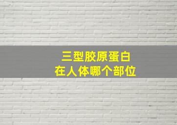 三型胶原蛋白在人体哪个部位