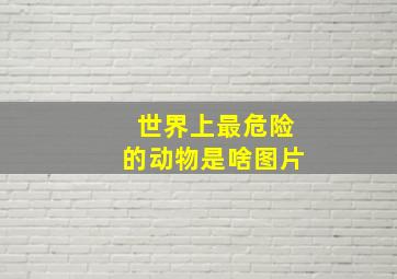 世界上最危险的动物是啥图片