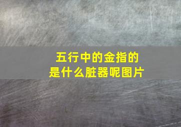 五行中的金指的是什么脏器呢图片