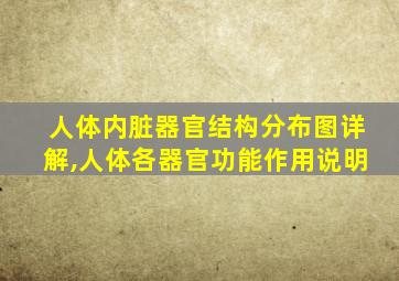 人体内脏器官结构分布图详解,人体各器官功能作用说明