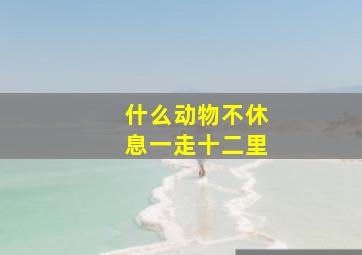 什么动物不休息一走十二里