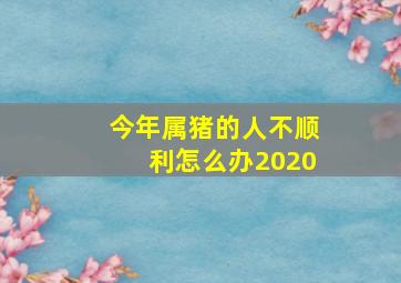 今年属猪的人不顺利怎么办2020