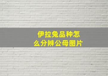 伊拉兔品种怎么分辨公母图片