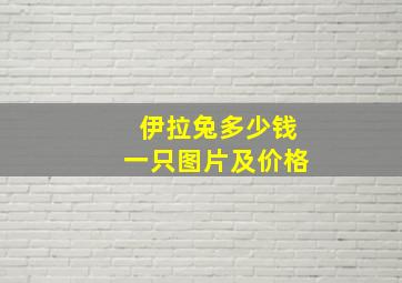 伊拉兔多少钱一只图片及价格