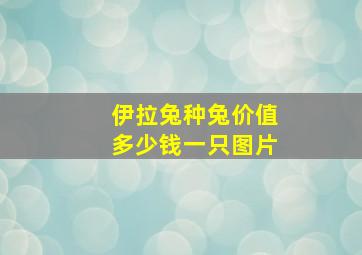 伊拉兔种兔价值多少钱一只图片