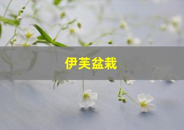 伊芙盆栽