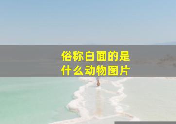 俗称白面的是什么动物图片