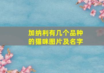 加纳利有几个品种的猫咪图片及名字