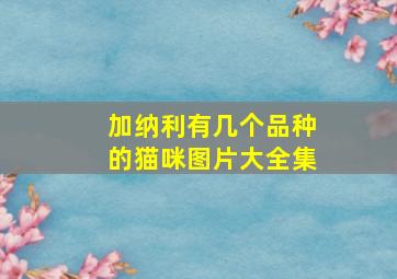 加纳利有几个品种的猫咪图片大全集