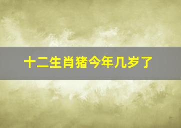 十二生肖猪今年几岁了