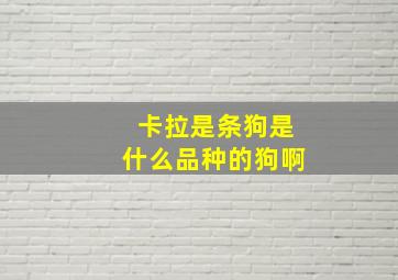 卡拉是条狗是什么品种的狗啊