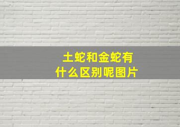 土蛇和金蛇有什么区别呢图片