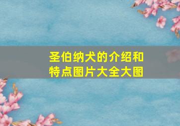 圣伯纳犬的介绍和特点图片大全大图