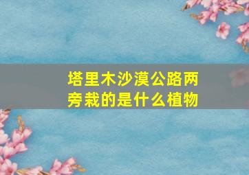 塔里木沙漠公路两旁栽的是什么植物