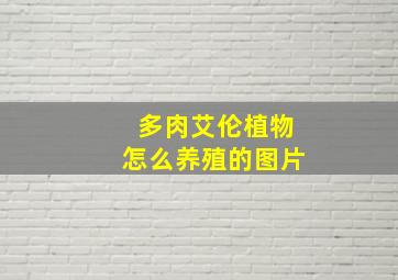 多肉艾伦植物怎么养殖的图片