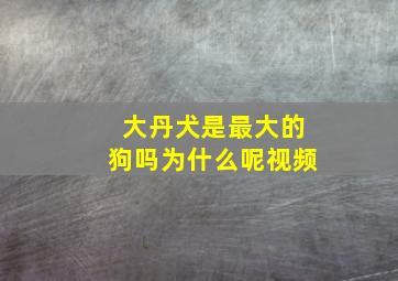 大丹犬是最大的狗吗为什么呢视频