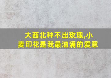 大西北种不出玫瑰,小麦印花是我最汹涌的爱意