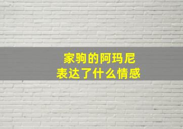 家驹的阿玛尼表达了什么情感