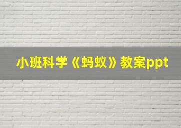 小班科学《蚂蚁》教案ppt